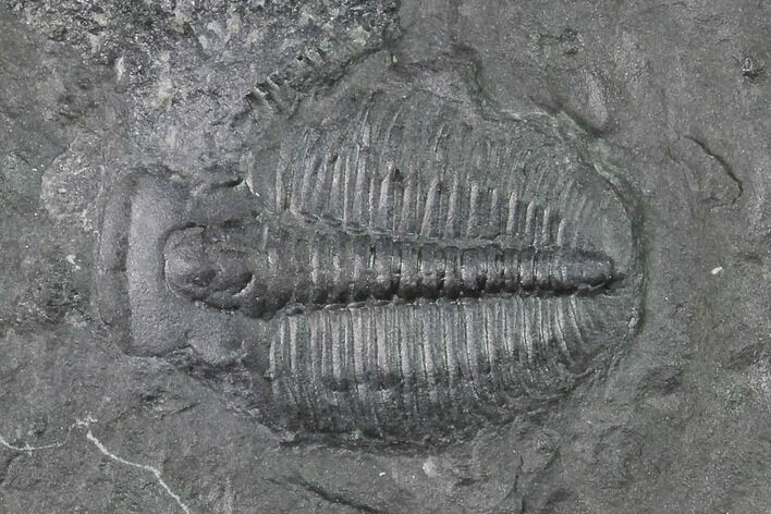 Elrathia Trilobite Molt Fossil - House Range - Utah #139702